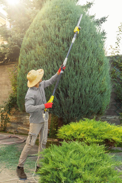 Best Tree Removal Cost  in USA